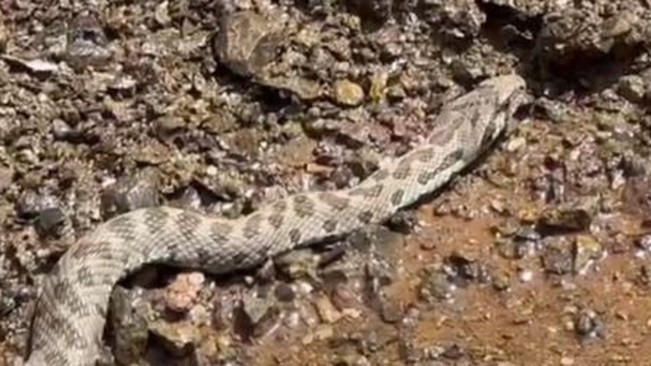 Çalıların arasından geldi. Görüntüsü bile şok etti