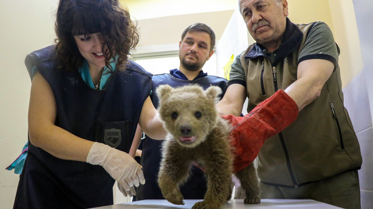 1,5 aylık yavru ayıya operasyon