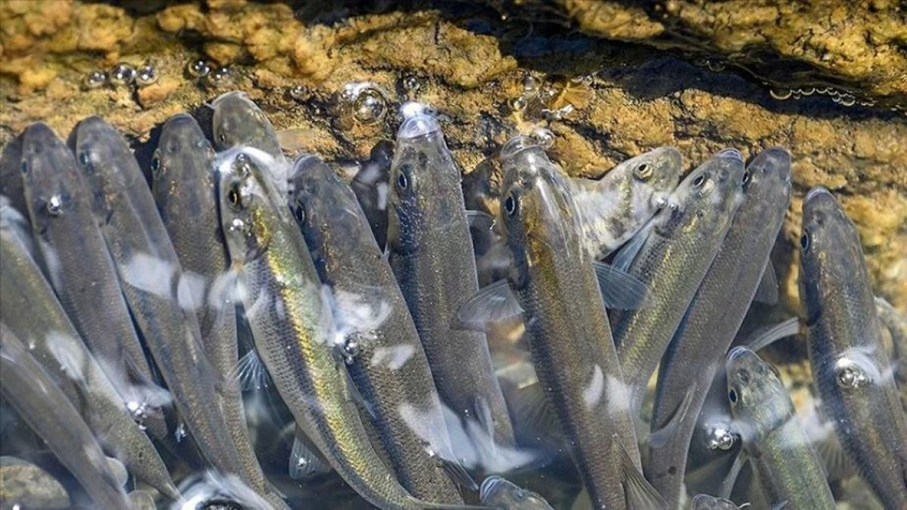 Van'da akarsuların debisi düştü, inci kefallerinin göçü zorlaştı