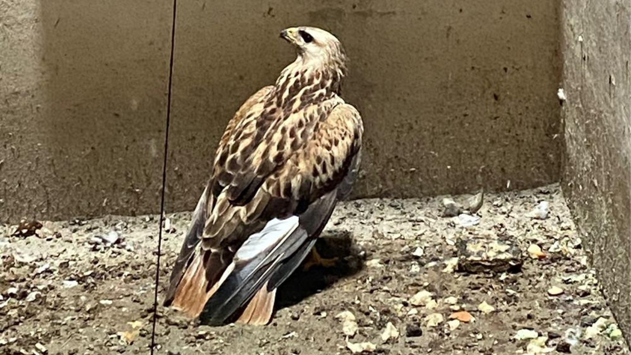 Apartman boşluğunda mahsur kalmıştı. Şahin kurtarıldı