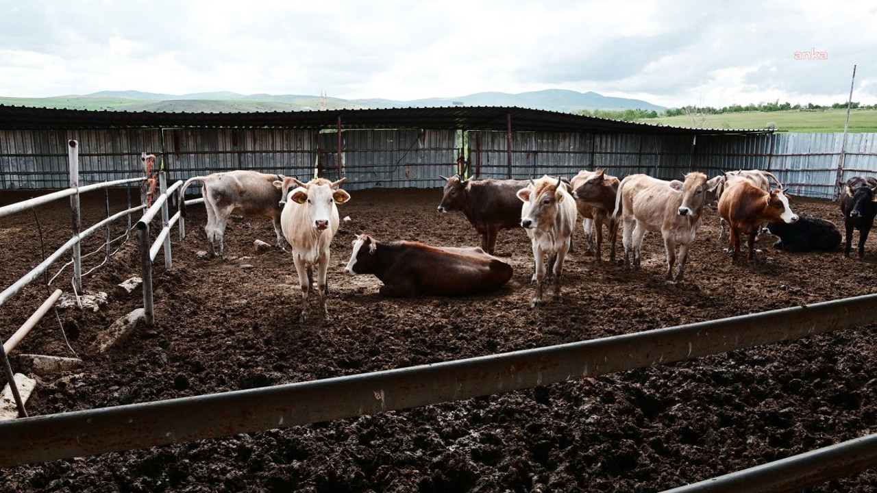 Yozgat'ta şap alarmı. Hayvan pazarları kapatıldı