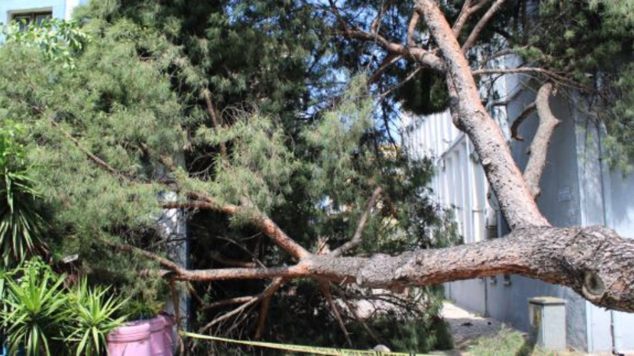 Asırlık çam ağacı polis karakolunun üzerine devrildi