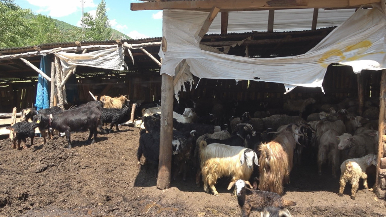 Kurbanlık koyunları kurtlar parçaladı. Köylüler şokta