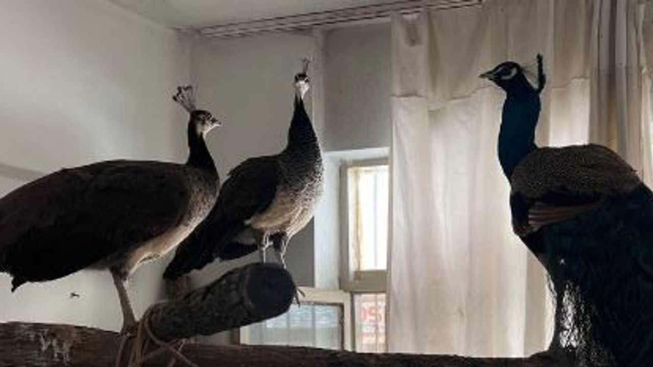 Kuş besleyen kişiye para cezası