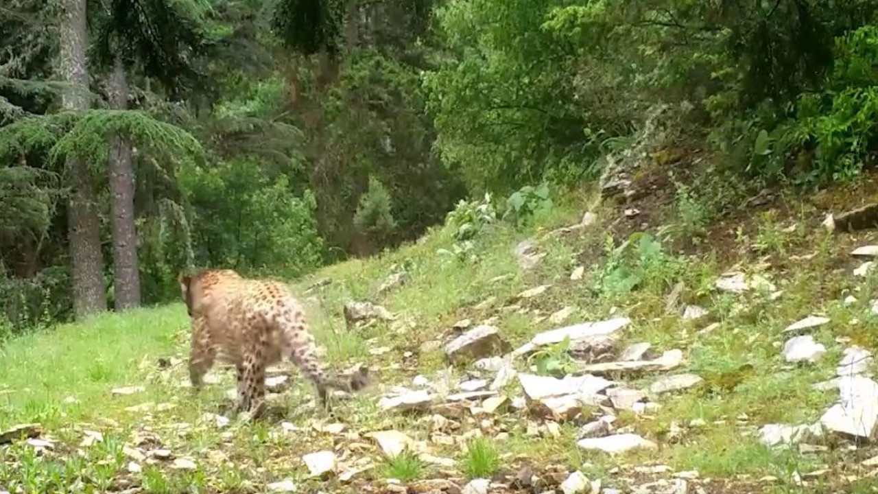 Anadolu Parsı böyle görüntülendi