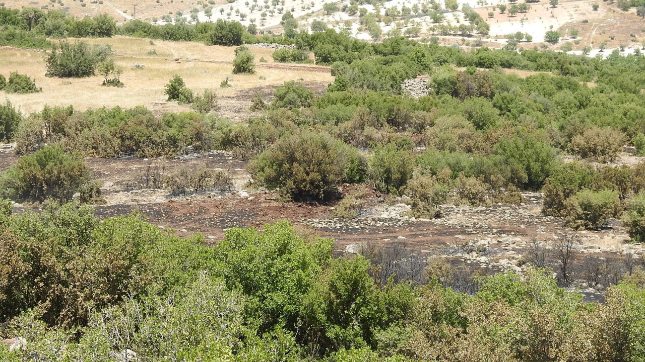 Orman yangınında 20 dönüm arazi kül oldu