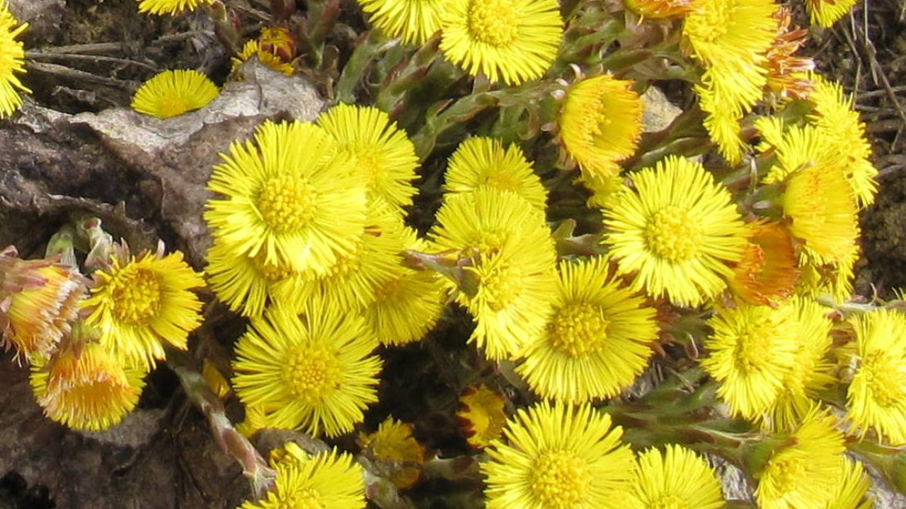 Çıbanlara iyi gelen ot (06 Haziran 2023)