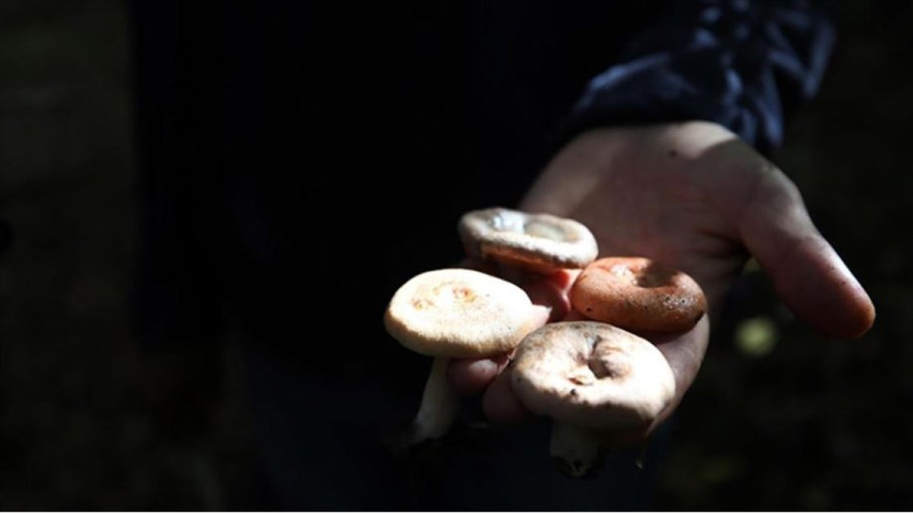Dağdan topladıkları mantardan zehirlendiler: 13 kişi hastanelik oldu