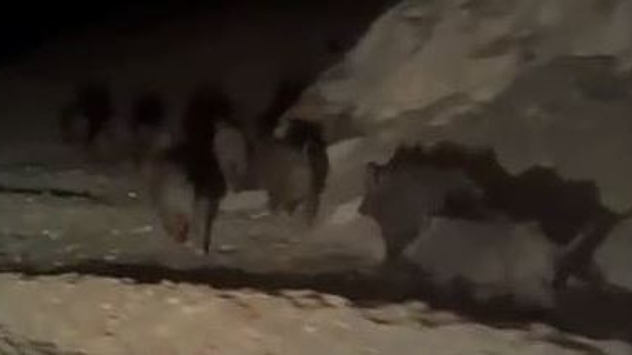 Domuz sürüsü dağdan gelip köye indi