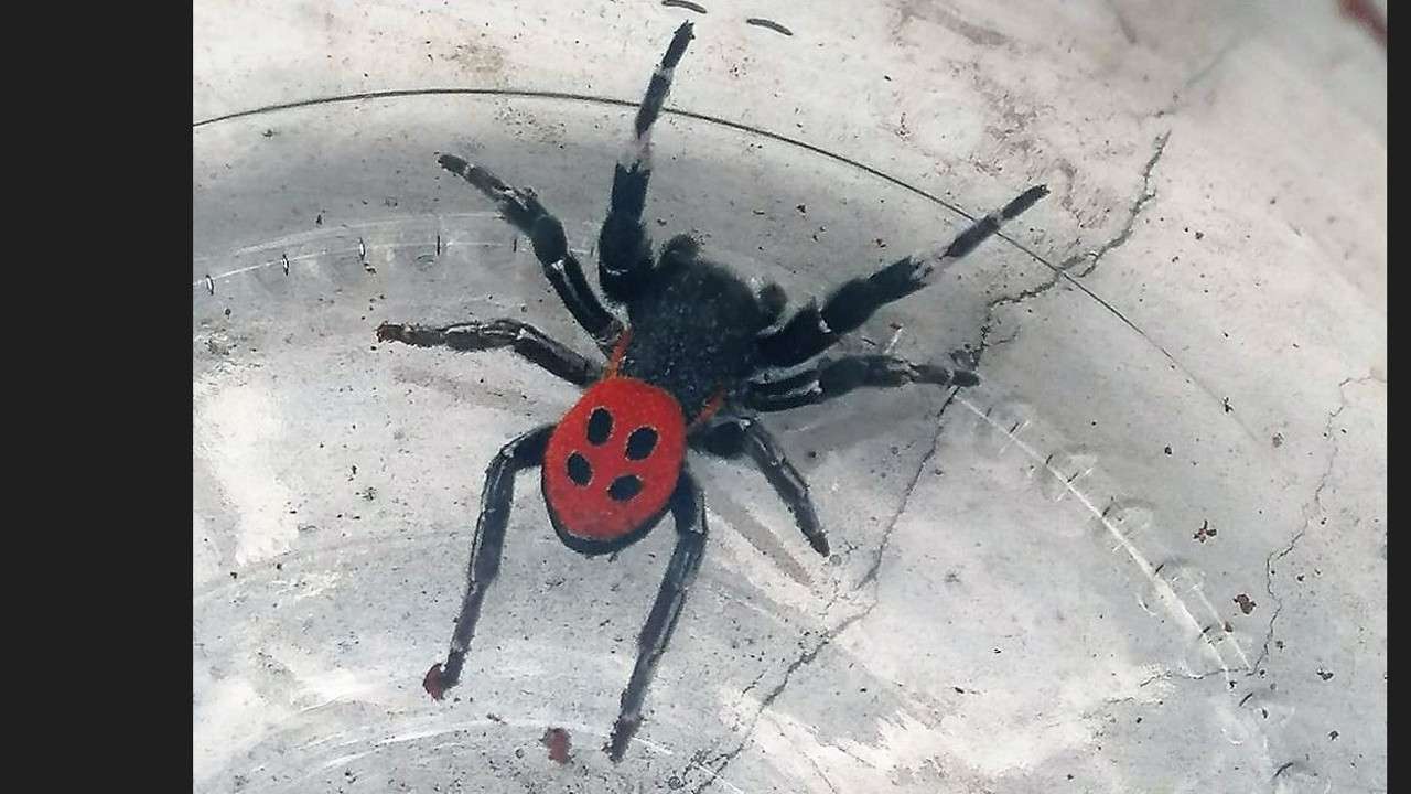 Güzelliği mest ediyor soktu mu zehirliyor