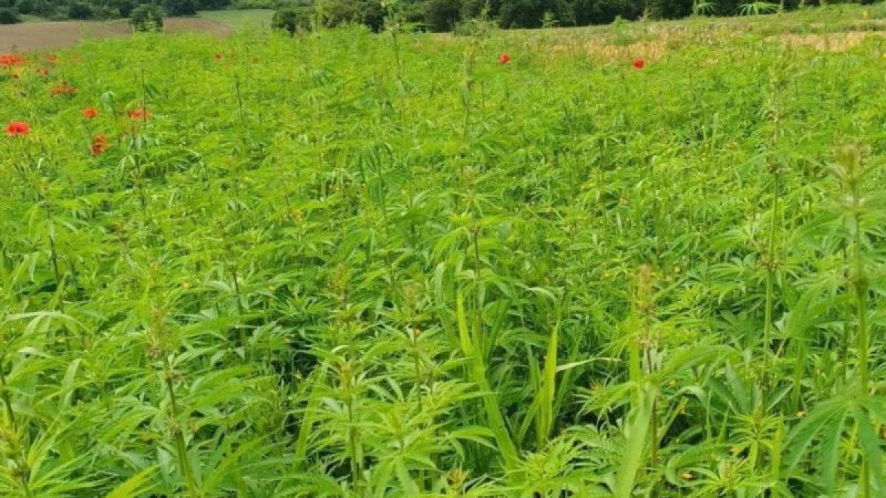 Kırklareli'nde 1 milyon kök Hint keneviri ele geçirildi