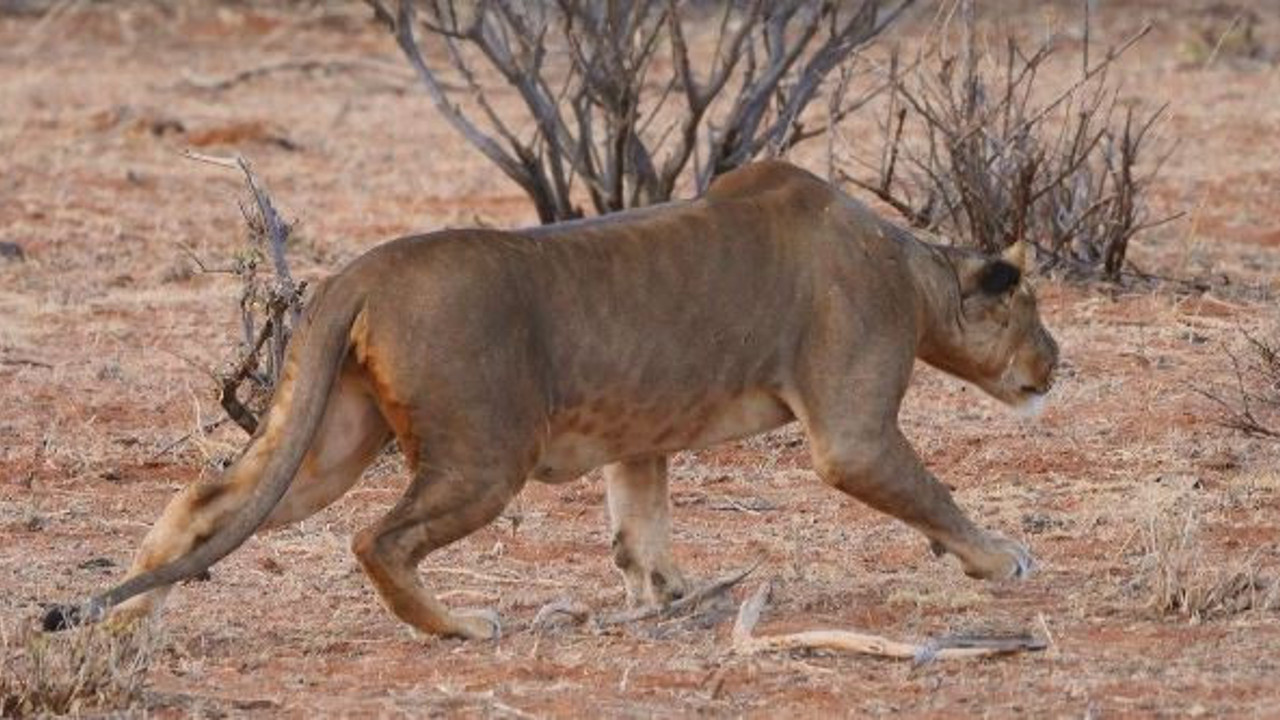 Köylüler ile aslanlar arasında savaş. Aslanlar ağır darbe yedi