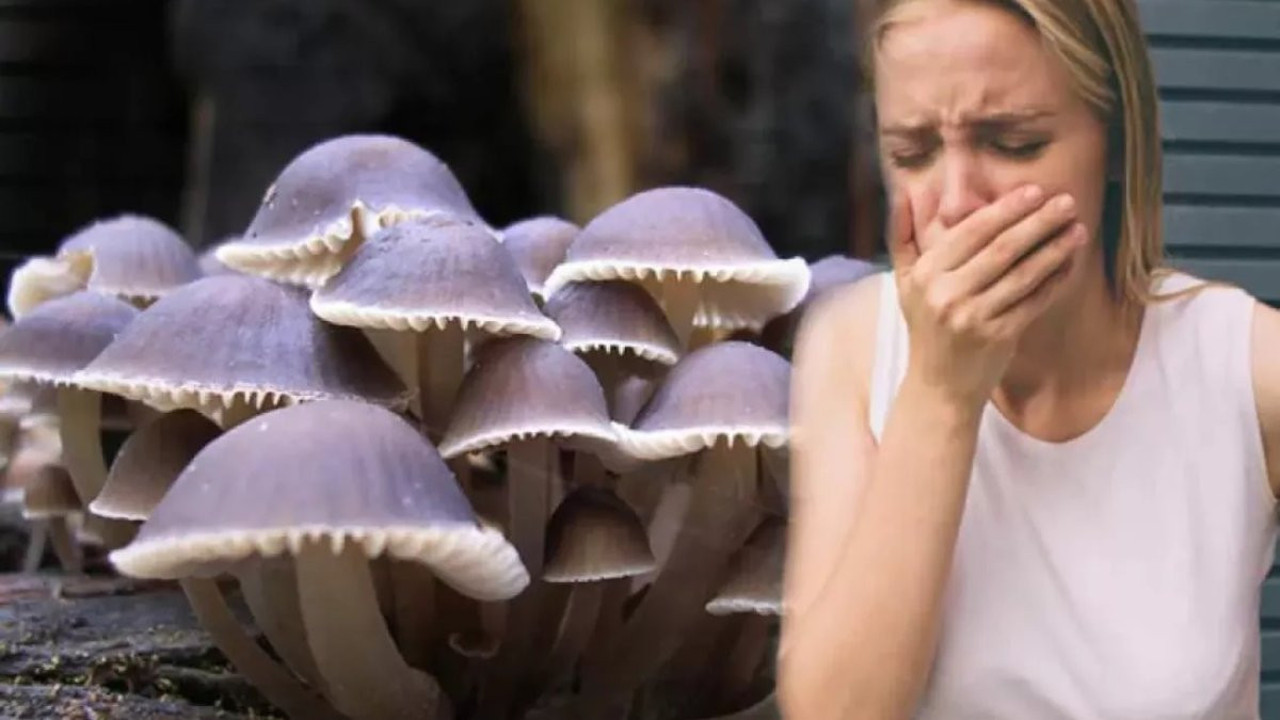 Mantar zehirlenmeleri böyle karaciğer yetmezliğine neden oluyor