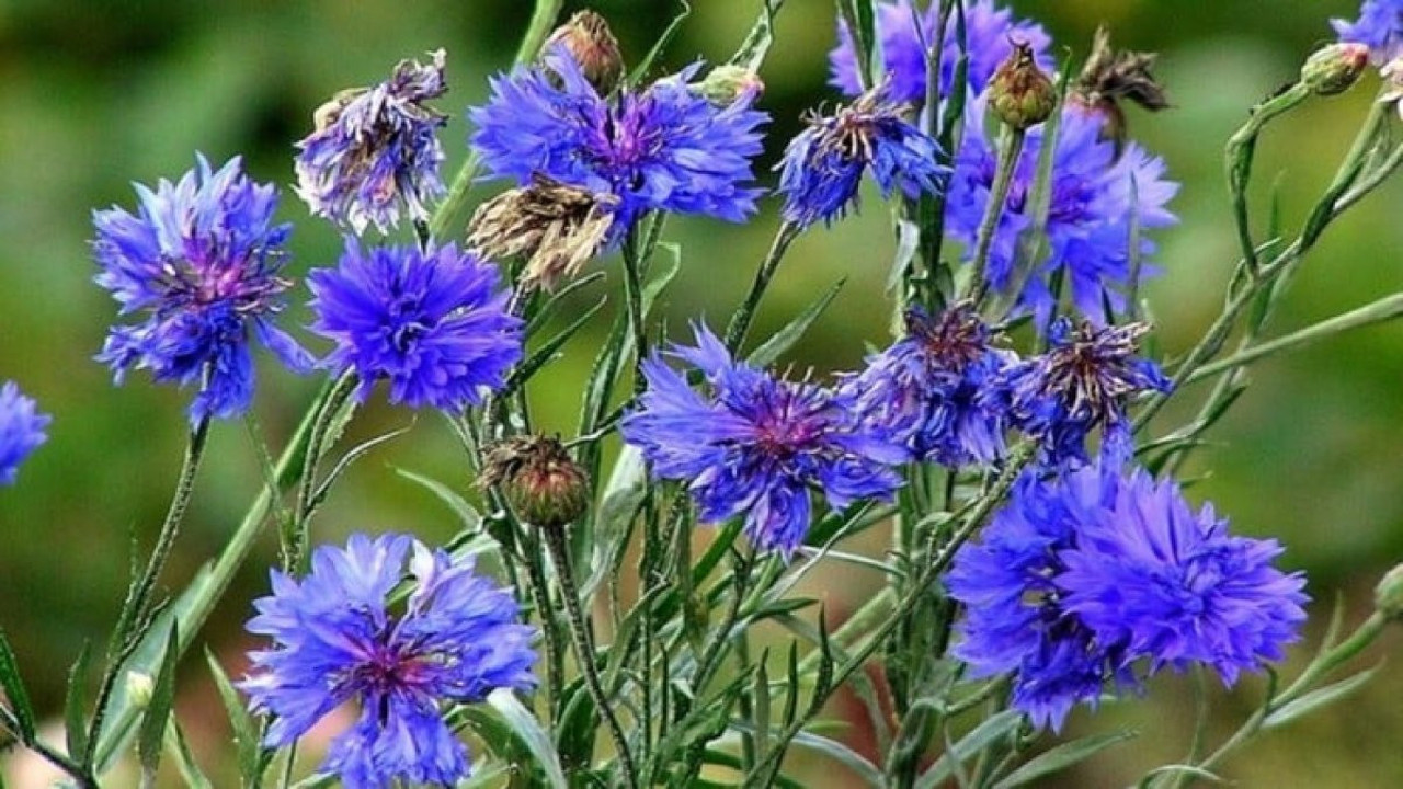 Romatizmaya iyi gelen ot (08 Haziran 2023)