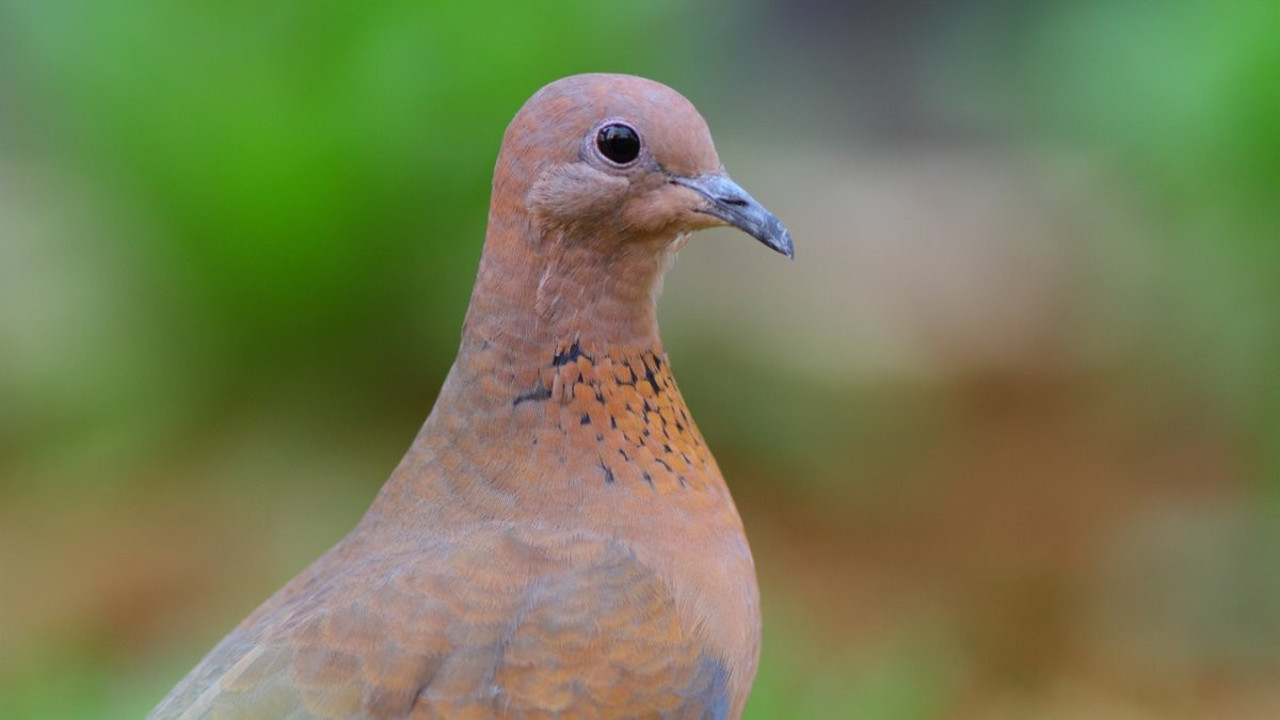 Rüyada kumru görmek ne demek? Rüyada kumru görmek ne anlama geliyor?
