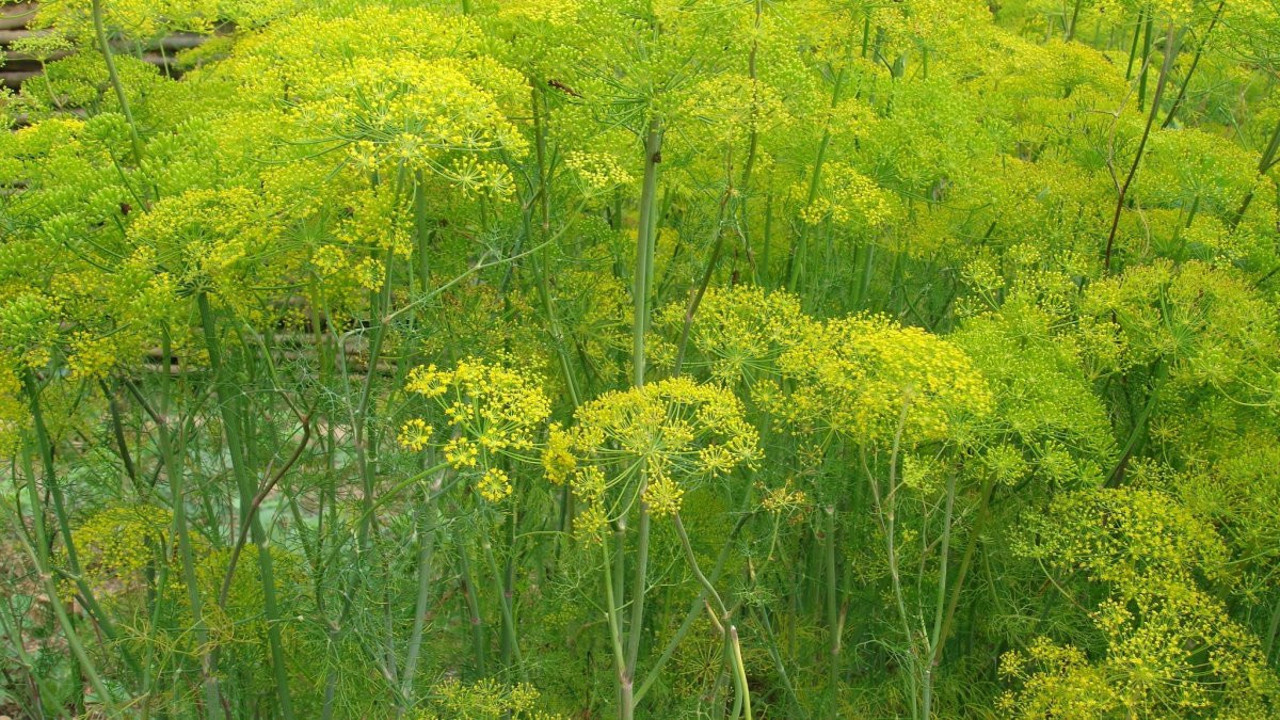 Kalp hastalıklarına iyi gelen ot (10 Haziran 2023)