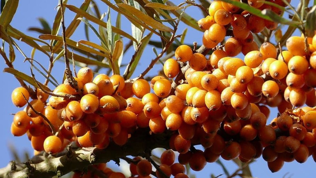 Gençlik aşısı meyve Cengiz Han’ın ölmek üzere atlarını diriltti