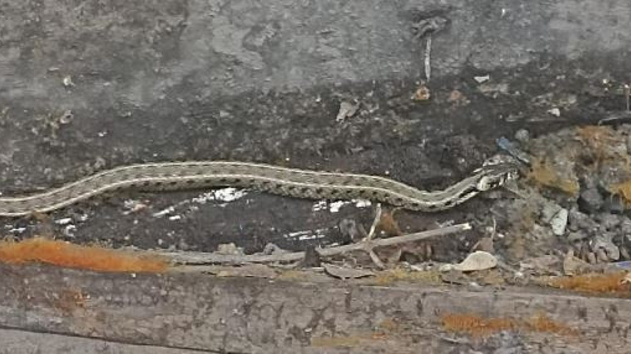 Yılanlar Türkiye'yi sardı. Her yerden çıkıyorlar