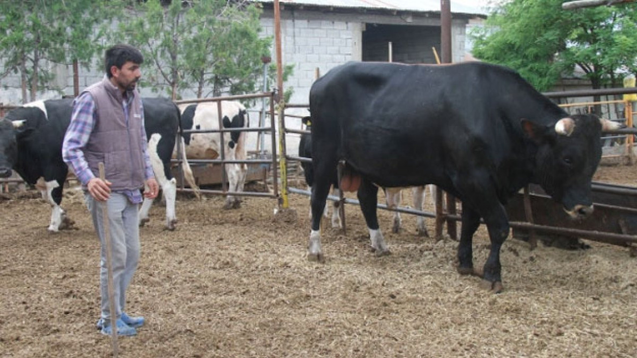 1.3 ton ağırlığındaki 'Toro' Kurban Bayramı öncesi alıcısını bekliyor