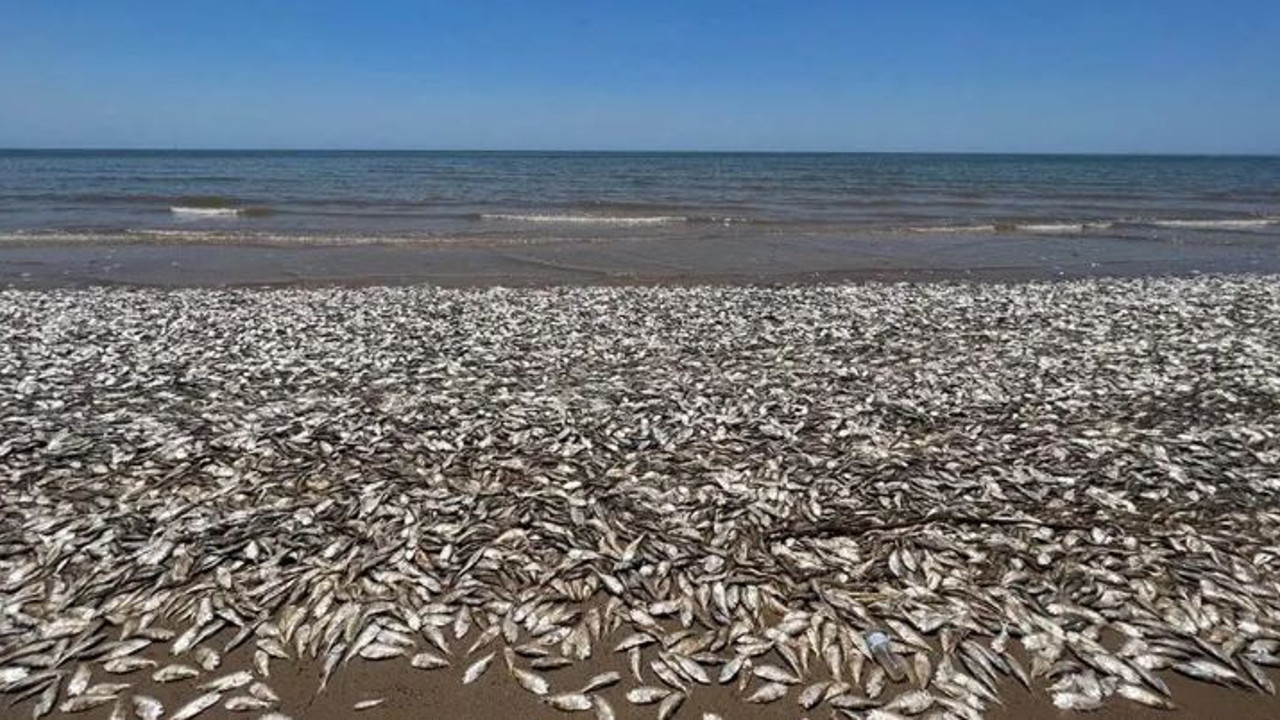 Binlerce balık kıyıya vurdu. Vatandaşlara sahile gelmeyin uyarısı yapıldı