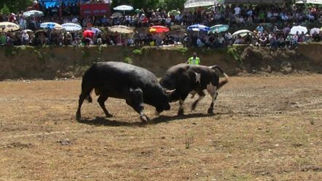 Boğa güreşleri nefesleri kesti. Biri rakibinin altında kaldı