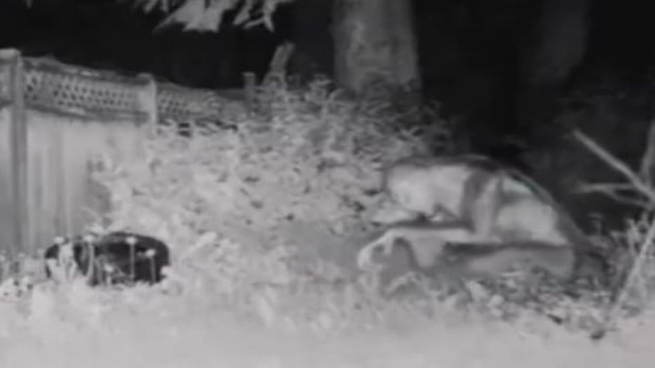 Uzaylı olduğu iddia edilen varlığın ne olduğu belli oldu