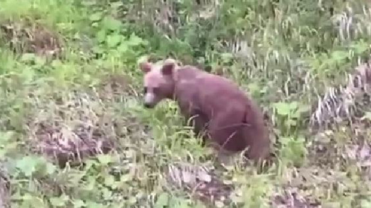 Ayıyı ıslık çalarak çağırdı