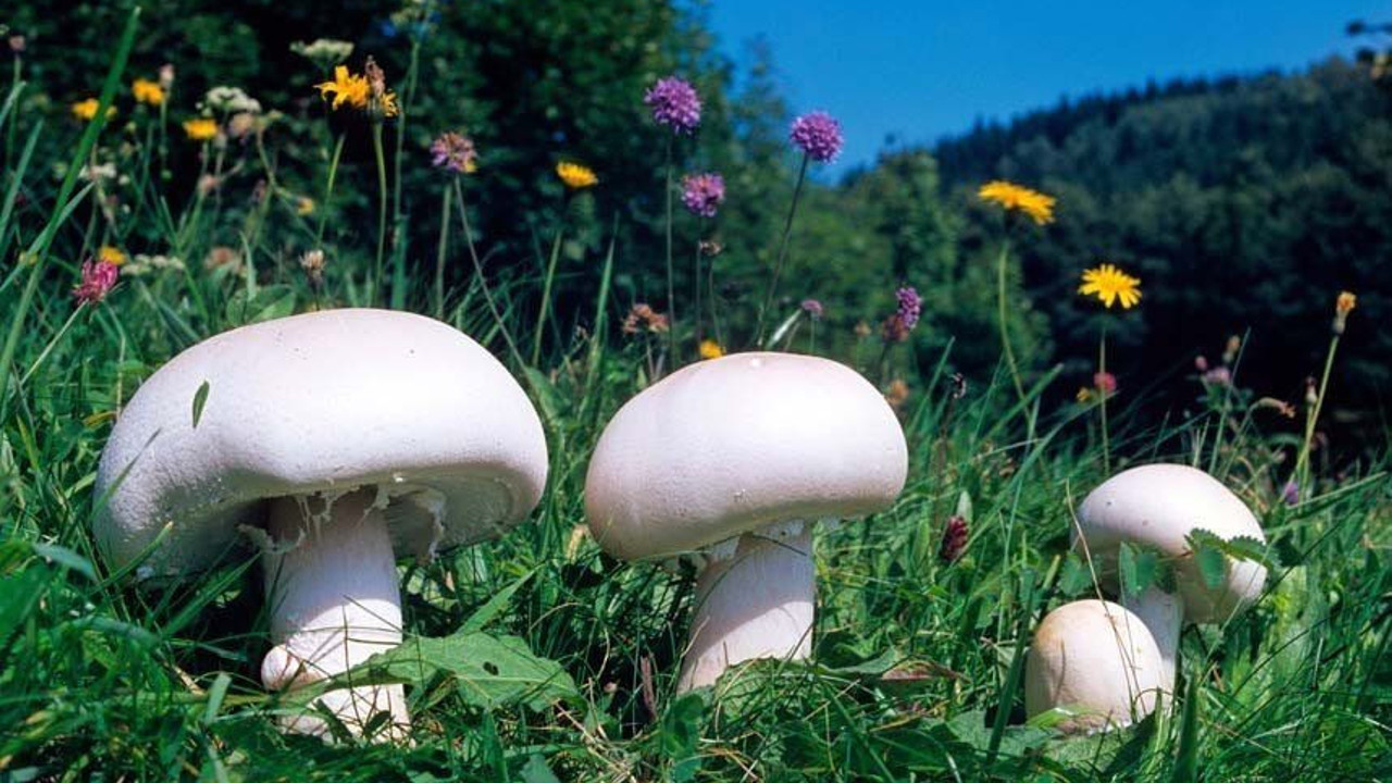 Dağdan topladılar hastanelik oldular