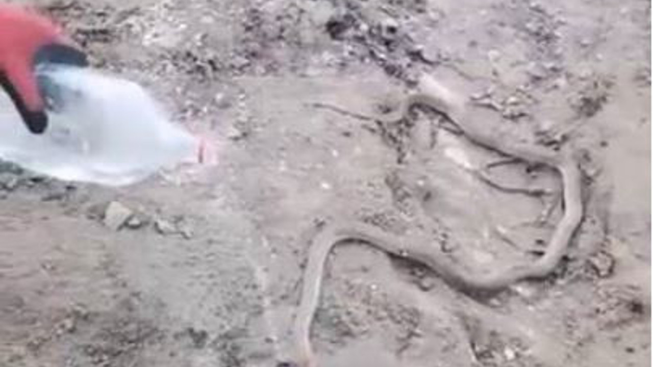 Sıcaktan bunalan yılana su servisi