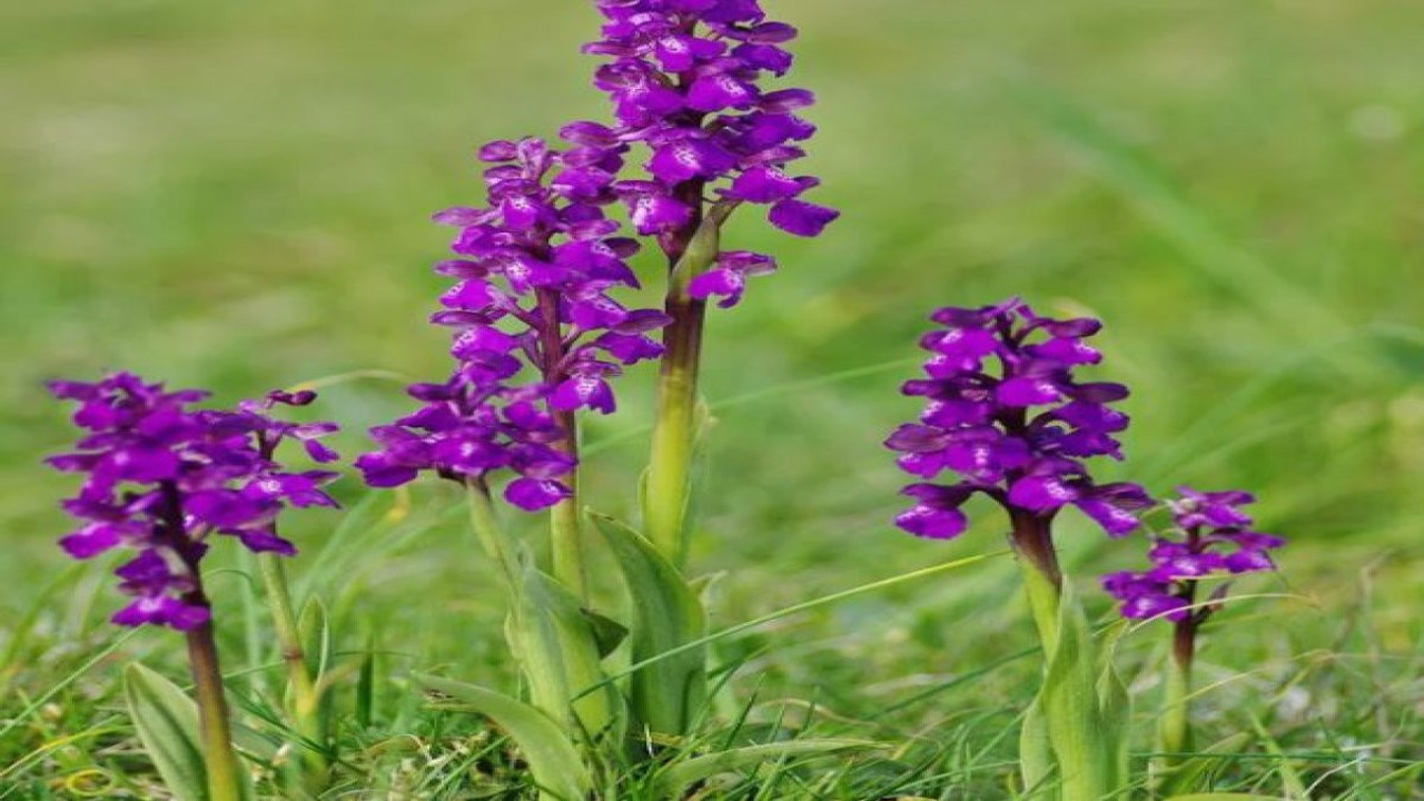 Kabızlığa iyi gelen ot (14 Haziran 2023)