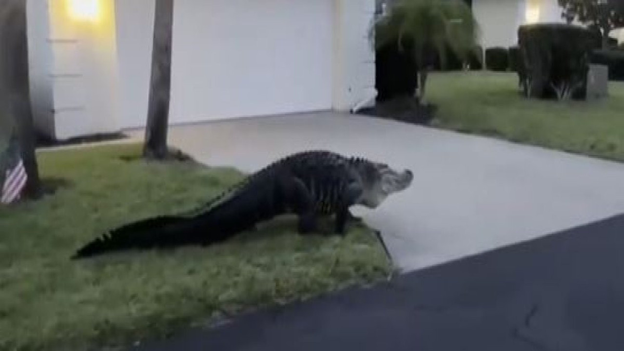 40 timsahı tek şartla satışa çıkardılar