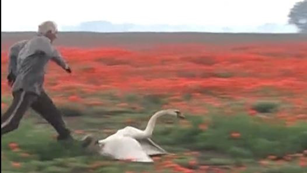 Kafayı bulan kuğular uçmayı unuttu. Bağımlılık tedavisi görecekler