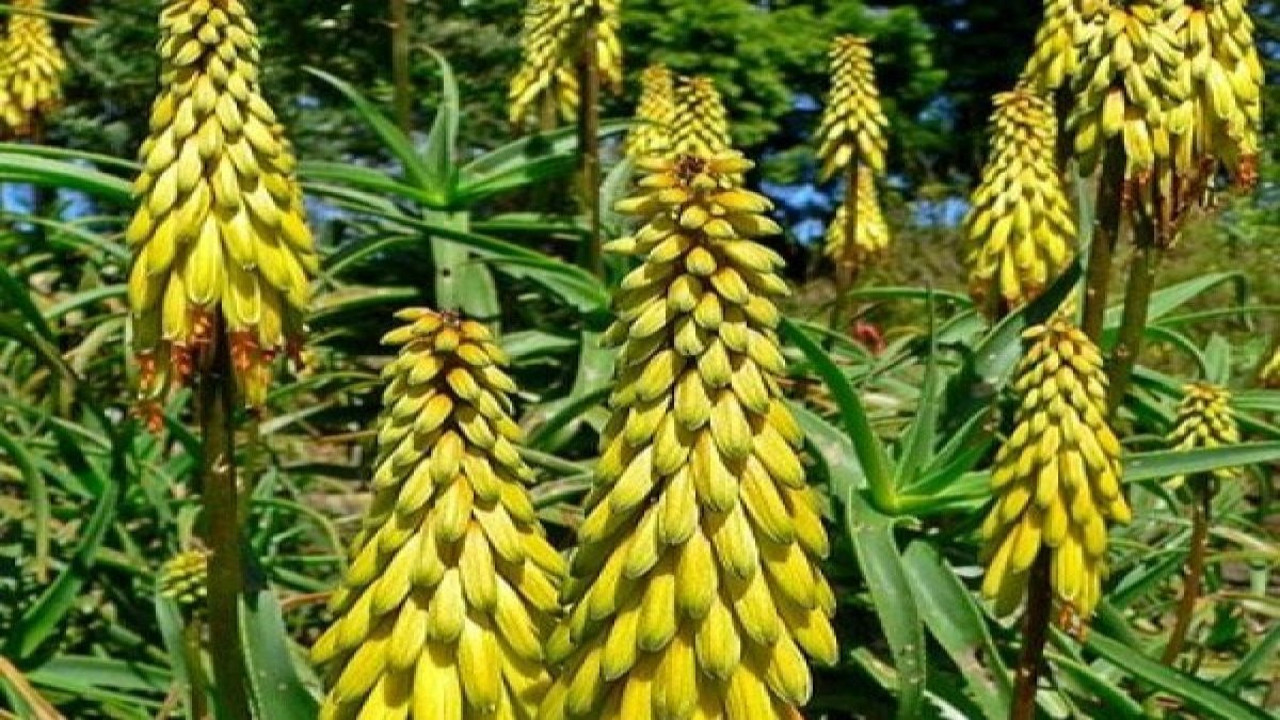 Kabızlığa iyi gelen ot (17 Haziran 2023)