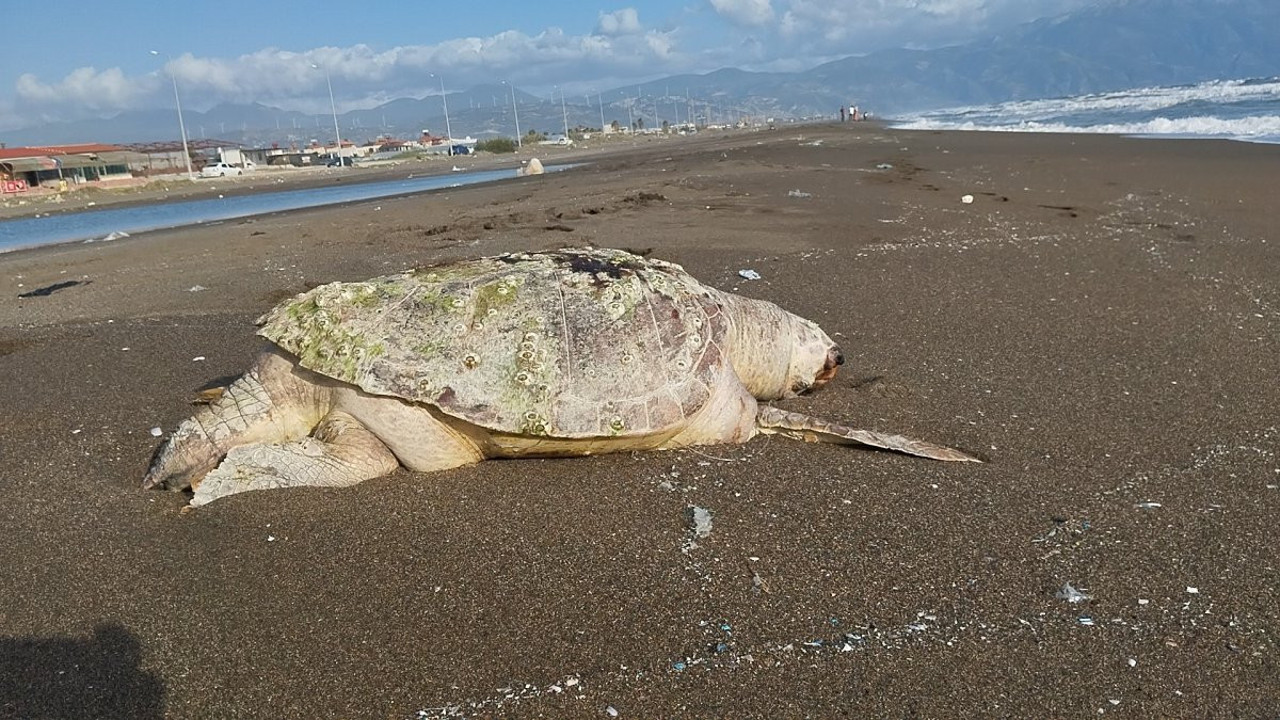 Hatay'da sahilde ölü caretta caretta bulundu (18 Haziran 2023)