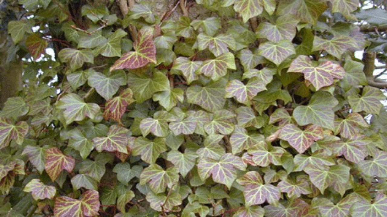 Bronşite birebir iyi gelen ot