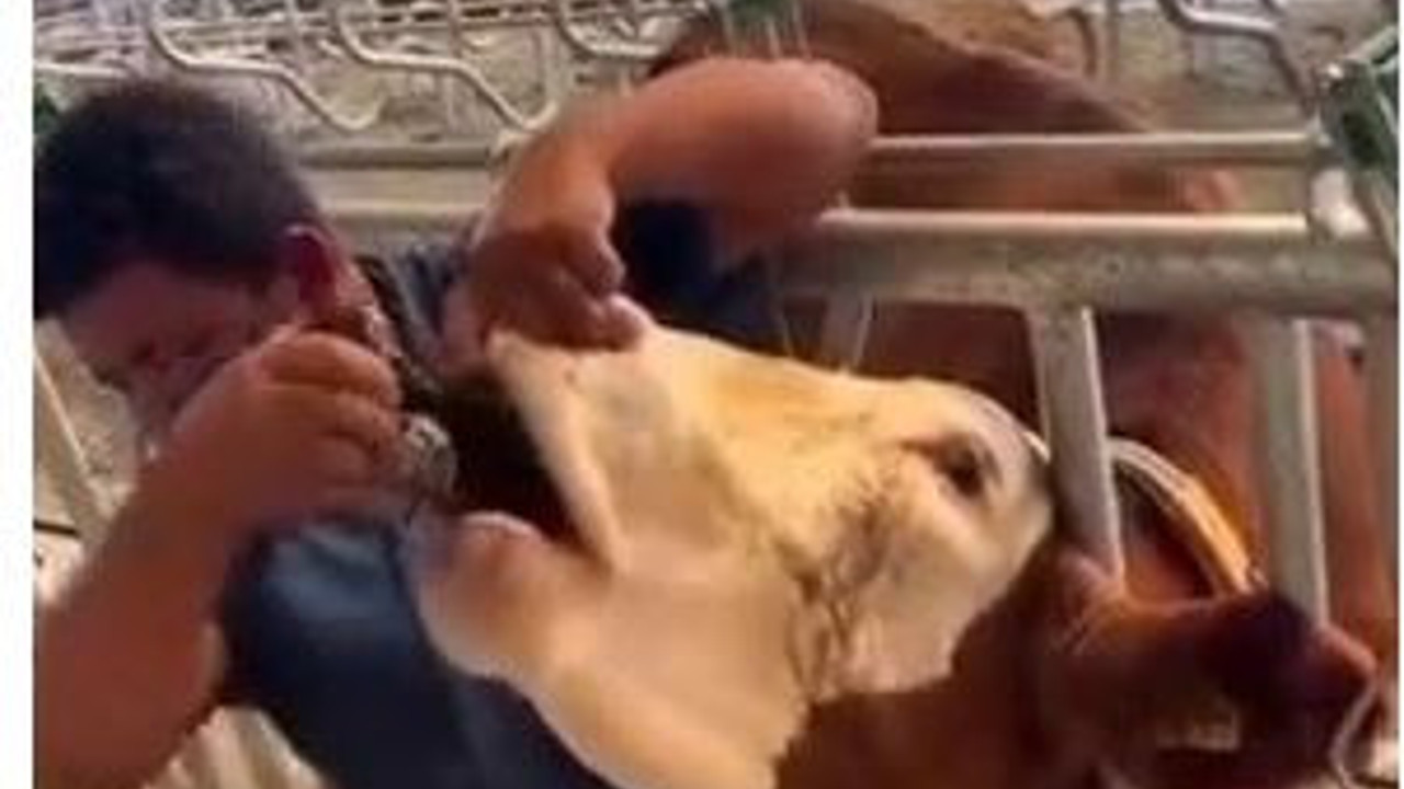 Kurbanlığı içki içiren adam yakalandı. Cezası belli oldu