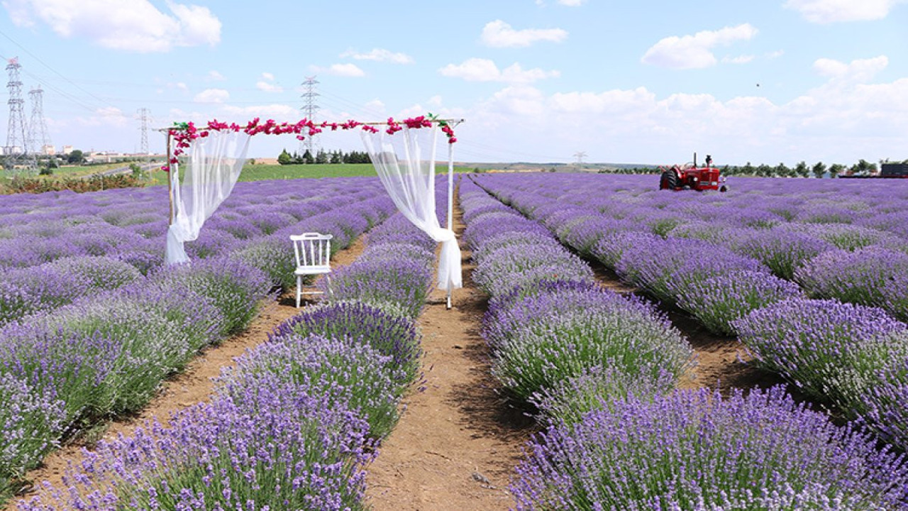 3.Tekirdağ Lavanta Şenliği başlıyor