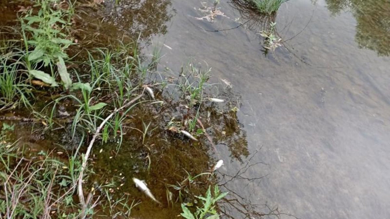 Kıyıya vuran ölü balıklar korkuttu