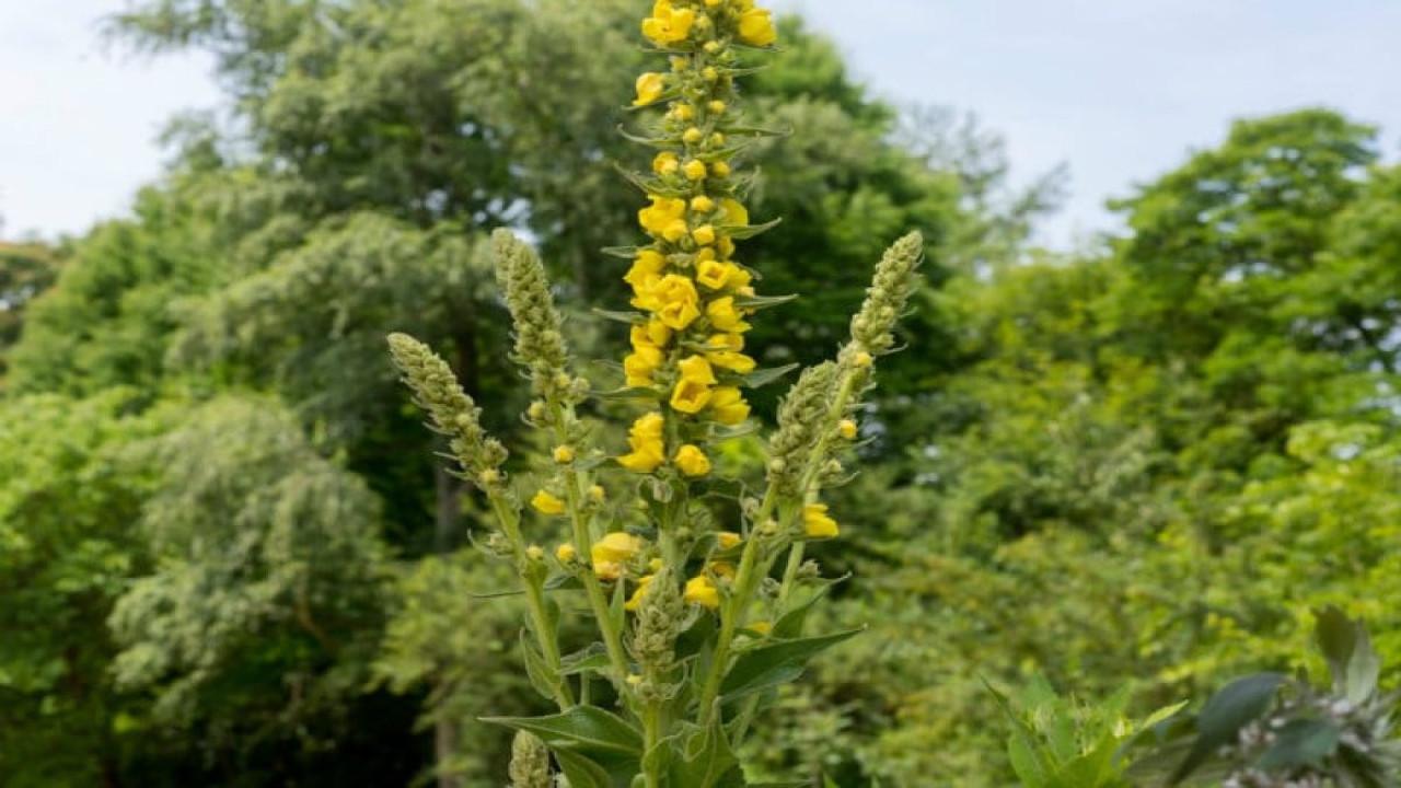 Mide ağrılarına iyi gelen ot (21 Haziran 2023)