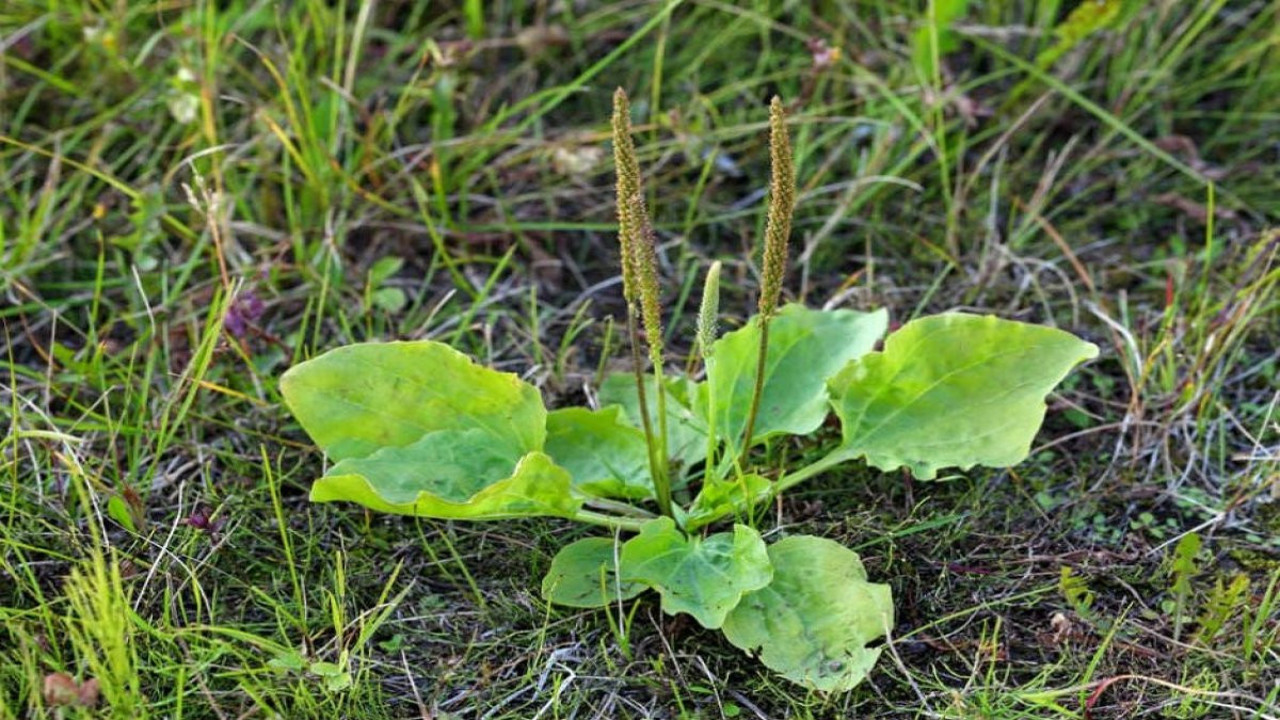 Nasırlara iyi gelen ot (22 Haziran 2023)