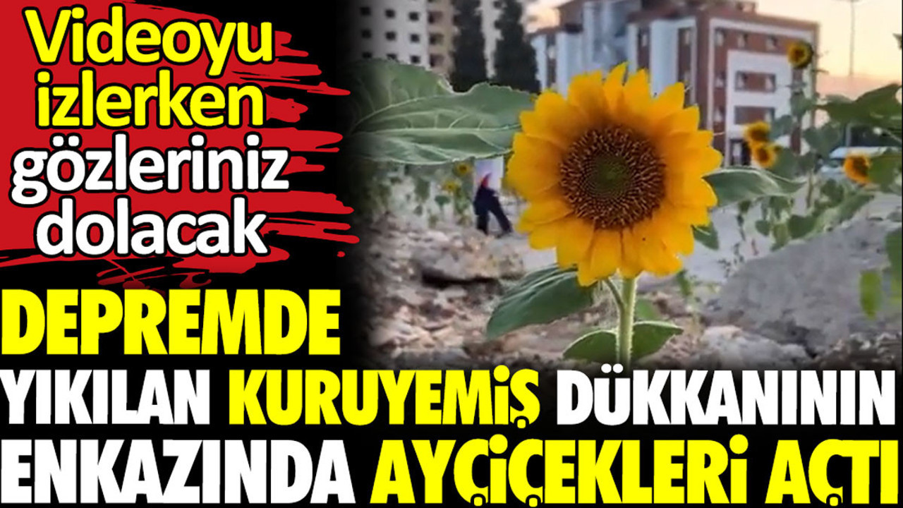 Depremde yıkılan kuruyemiş dükkanının enkazında ayçiçekleri açtı. Videoyu izlerken gözleriniz dolacak