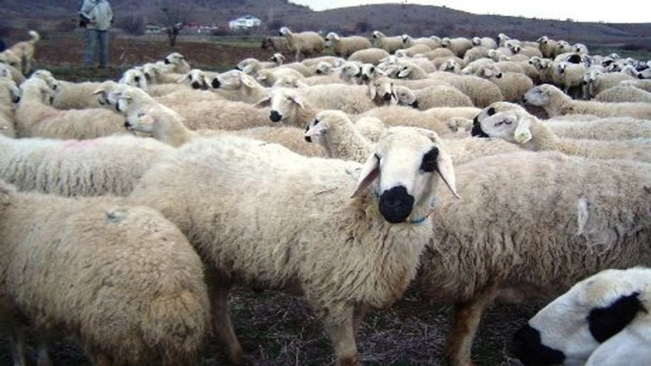 Kurbanlık hayvanlar hangi nitelikleri taşımalıdır? Kurban keserken hayvanda neye dikkat edilmeli?