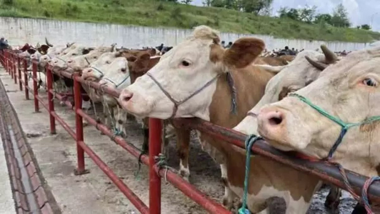 Kurban keserken bulaşabilir. “En çok vaka Türkiye'de”