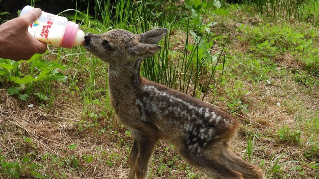 Artvin'de kuyuya düşen yavru karaca kurtarıldı hayata döndürüldü