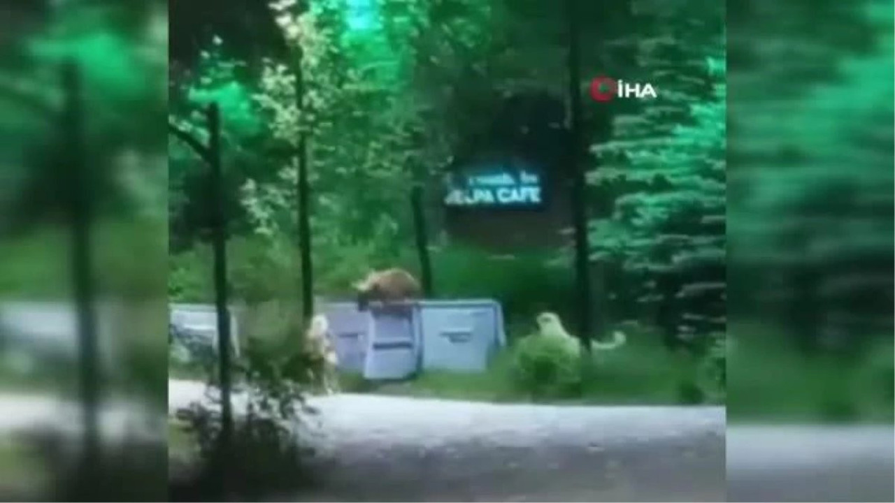 Sokak köpekleri çöp karıştıran yavru ayıya saldırdı