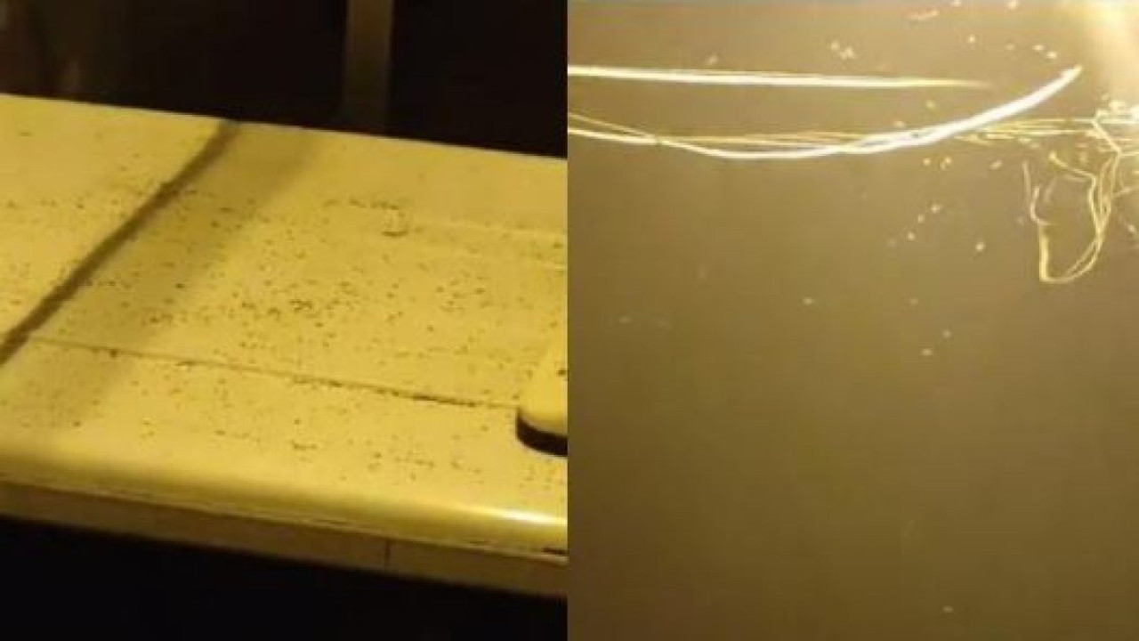 İstanbul'da sivrisinek tedirginliği. Şikayetler arttı