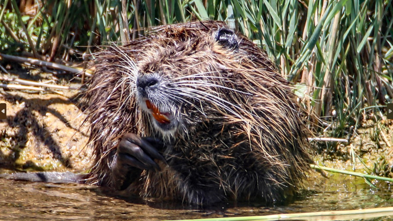 Su maymununun temizlenme anları görenleri gülümsetti