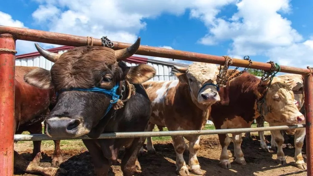 Kurbanlık alırken nelere dikkat edilmeli. Veteriner hekim uyardı