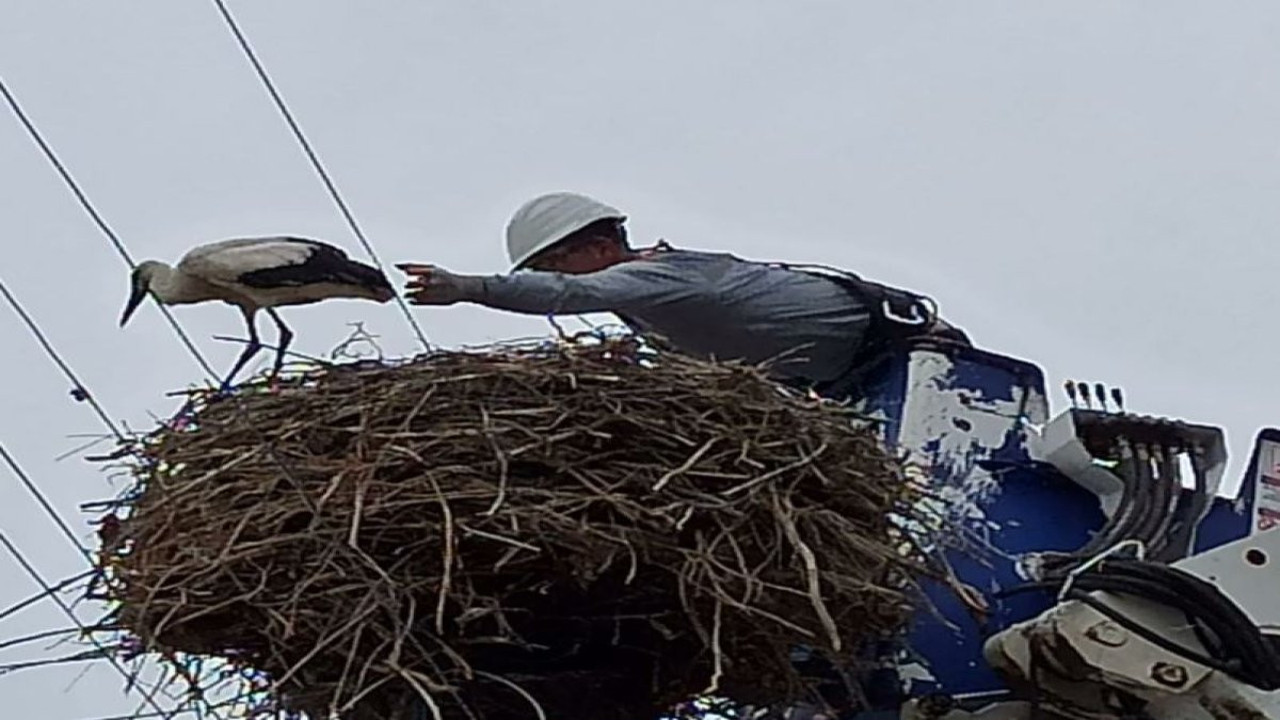 Yuvada mahsur kalan leylekler koruma altına alındı