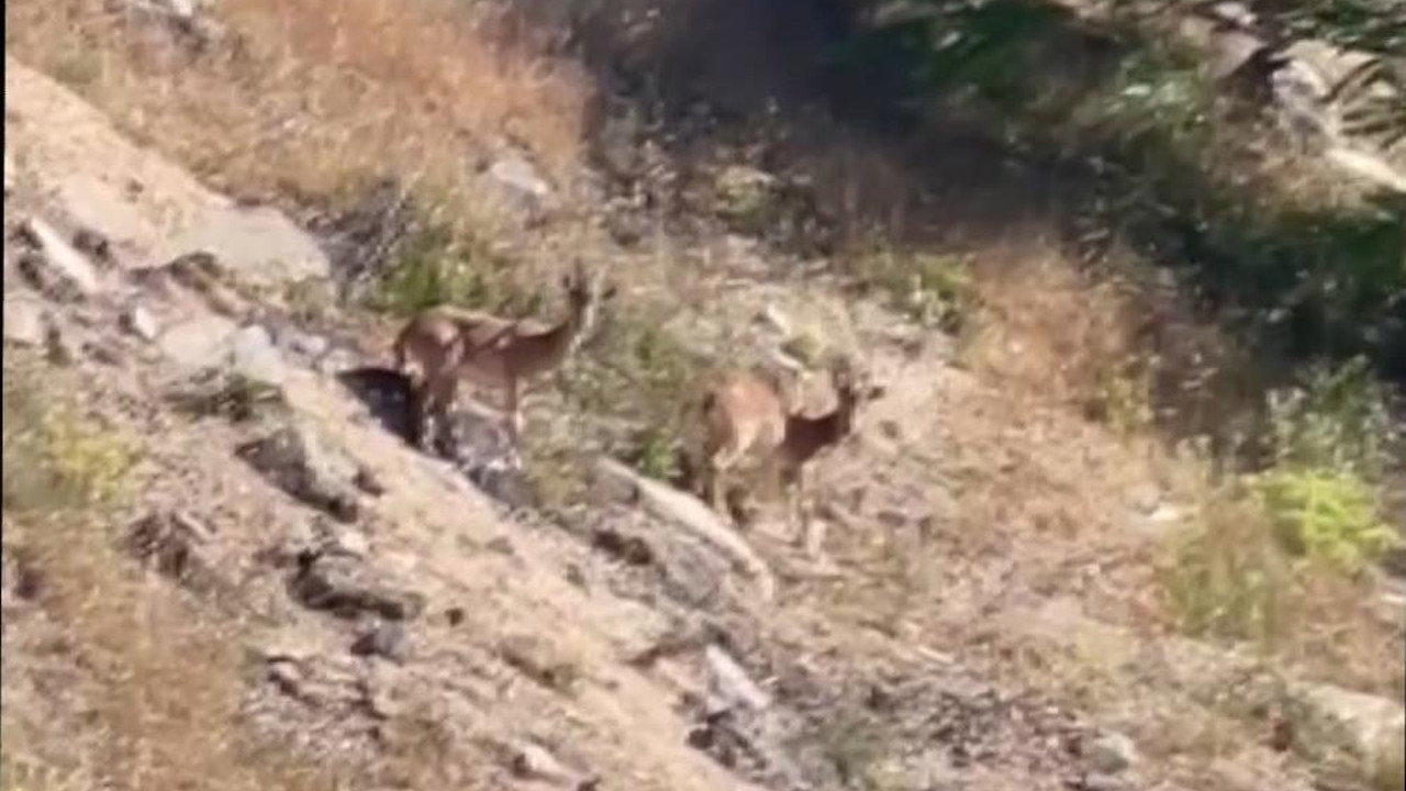 Nesli tükenme tehlikesi altında olan dağ keçileri şehre indi